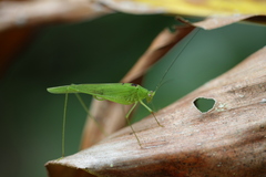 Phaneroptera gracilis