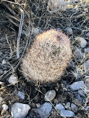 Escobaria chlorantha