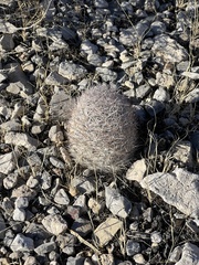 Escobaria chlorantha