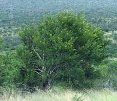 Vachellia karroo