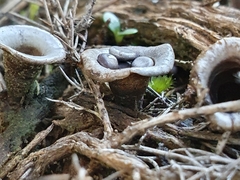 Cyathus olla