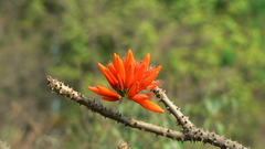 Erythrina stricta