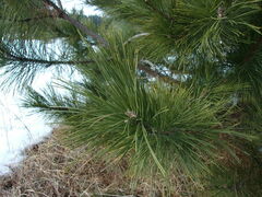 Pinus resinosa
