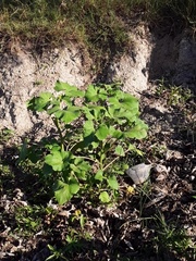 Xanthium cavanillesii