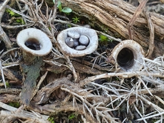 Cyathus olla