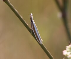 Pleurota aristella