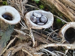 Cyathus olla