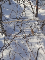 Amelanchier spicata