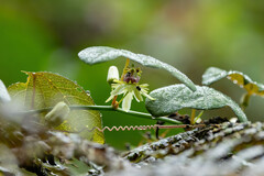 Passiflora erythrophylla