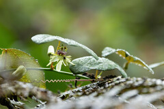Passiflora erythrophylla