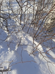 Amelanchier spicata