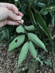 Cinnamomum subavenium