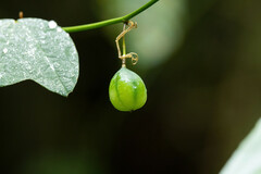 Passiflora erythrophylla