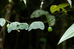 Passiflora erythrophylla