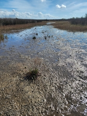 Limonium carolinianum