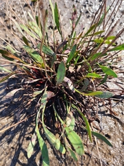 Limonium carolinianum