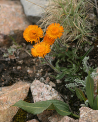 Erigeron aurantiacus