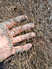 Limonium carolinianum