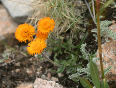 Erigeron aurantiacus