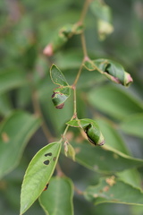 Attelabidae