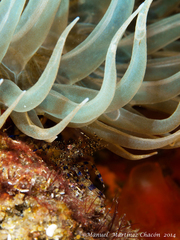 Periclimenes sagittifer