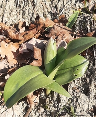 Himantoglossum robertianum