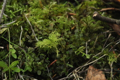 Thuidium tamariscinum