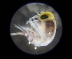 Themisto pacifica