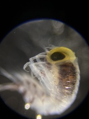 Themisto pacifica