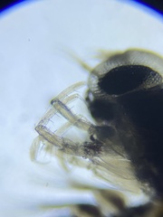 Themisto pacifica