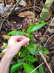 Myrcia fenzliana