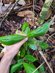 Myrcia fenzliana