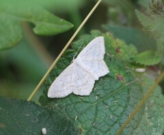 Scopula nigropunctata