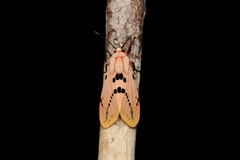 Spilosoma