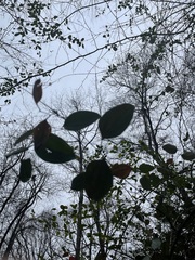 Smilax glauca