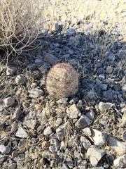 Escobaria chlorantha