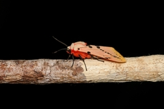 Spilosoma