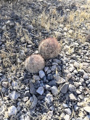 Escobaria chlorantha