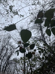 Smilax glauca