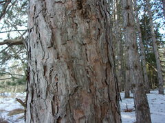 Pinus resinosa