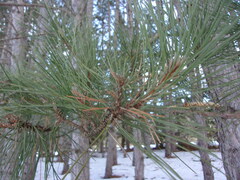 Pinus resinosa