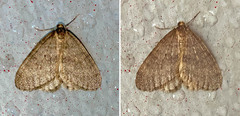 Operophtera brumata