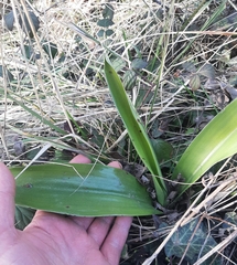 Himantoglossum robertianum
