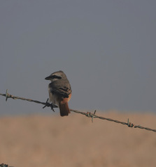 Lanius phoenicuroides