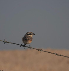 Lanius phoenicuroides