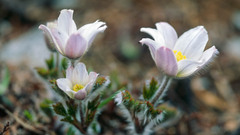 Pulsatilla vernalis