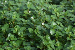 Ludwigia helminthorrhiza