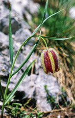 Fritillaria messanensis