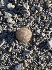 Escobaria chlorantha