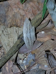 Acropteris ciniferaria